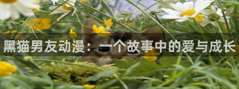 51动漫官网下载